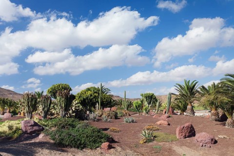 Palm trees