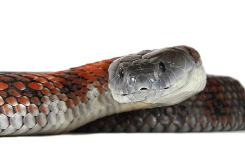 Tiger Snake (Notechis scutatus)