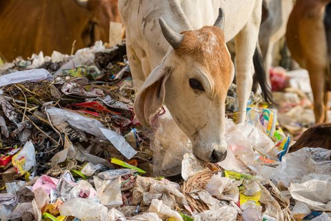 Cattle foraging in a heap of garbage