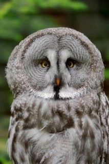 Eurasian Great Gray Owl (Strix nebulosa lapponica)