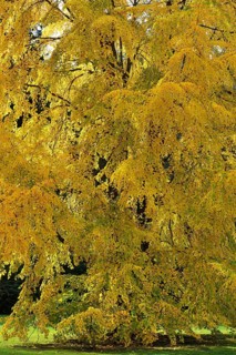 Katsura Tree (Cercidiphyllum japonicum) in autumn colours