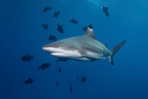 Blacktip Reef Shark (Carcharhinus melanopterus) and Redtoothed Triggerfish (Odonus niger)