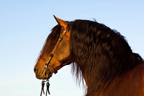 Andalusian Horse
