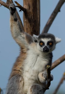 Ring-tailed Lemur (Lemur catta)
