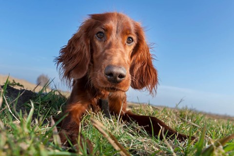 Irish Setter dog lying in a field