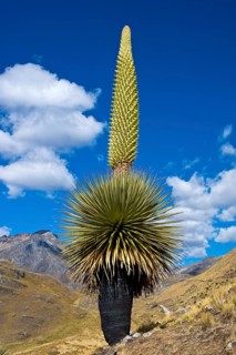 Queen of the Andes (Puya raimondii)