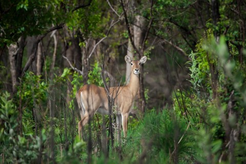 Kob (Kobus kob)