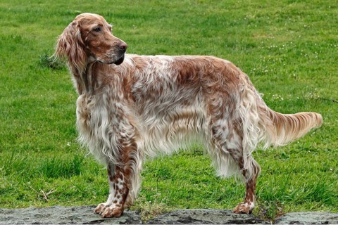 English Setter in orange belton