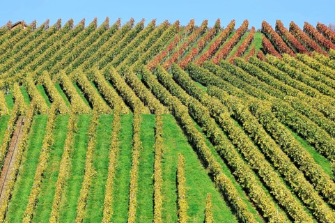 Vineyard in autumn