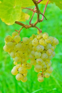 Ripe grapes