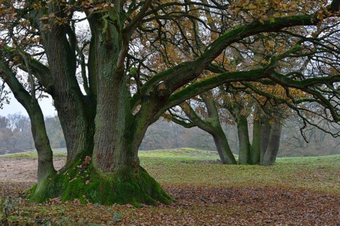 Ancient Oak (Quercus robur)