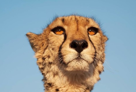 Cheetah (Acinonyx jubatus)