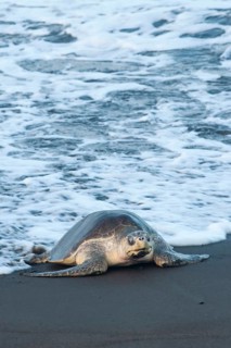 Olive Ridley Sea Turtle (Lepidochelys olivacea)