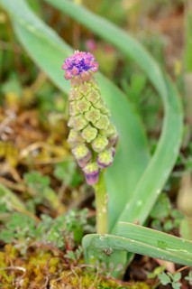 Tassel Hyacinth (Muscari comosum)