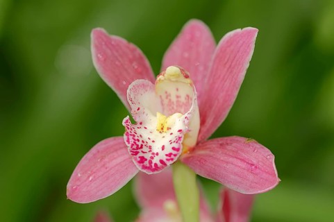 Boat orchid (Cymbidium sp.)