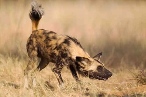 African Wild Dog (Lycaon pictus)