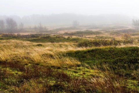 Marshes in winter