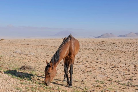 Wild horse in the Namib Desert