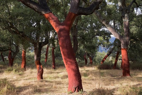 Recently stripped Cork Oaks (Quercus suber) in the Sierra de Grazalema