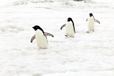 Three Adelie Penguins (Pygoscelis adeliae)
