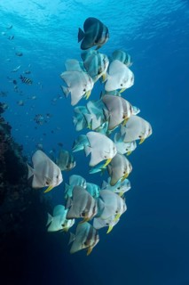 Teira Batfish (Platax teira)
