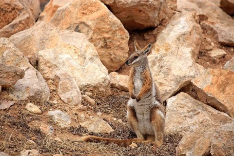 Yellow-footed Rock Wallaby (Petrogale xanthopus)