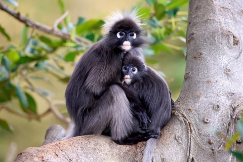 Dusky Leaf Monkeys or Spectacled Langurs (Trachypithecus obscurus)