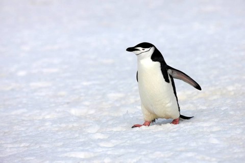 Chinstrap Penguin (Pygoscelis antarctica)
