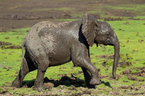 African Elephant (Loxodonta africana)