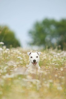 Jack Russell - Parson Russell Terrier