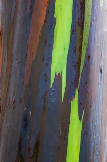 Coloured bark of a Eucalyptus Tree (Eucalyptus sp.)