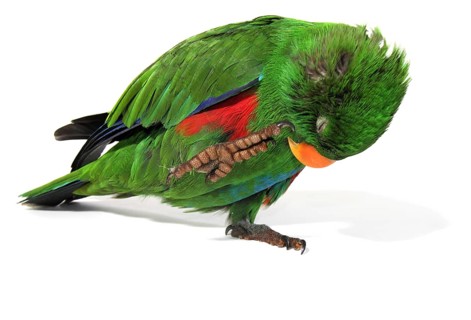 Eclectus Parrot (Eclectus roratus)