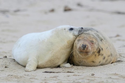 Grey Seals (Halichoerus grypus)