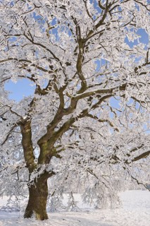 Winter landscape
