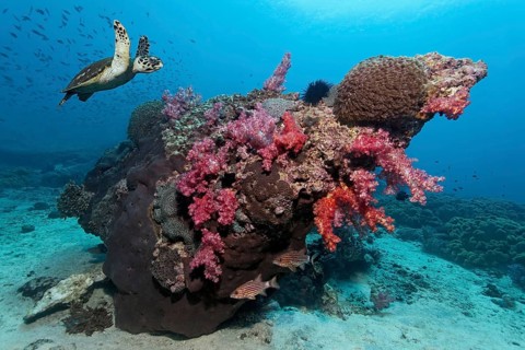 Hawksbill Sea Turtle (Eretmochelys imbricata) swimming over a coral reef