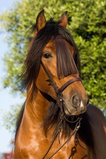 Andalusian Horse