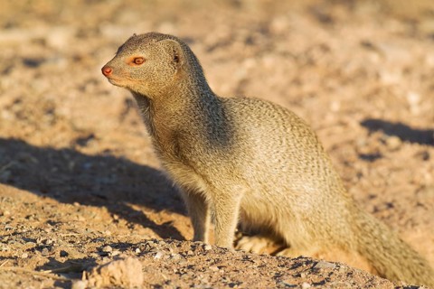Slender Mongoose (Galerella sanguinea) at its burrow