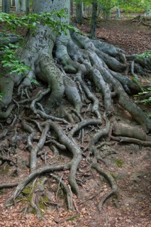 Tree roots of a Beech (Fagus sp.)