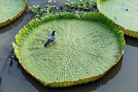Pigeon and coins in a Giant Water Lily (Victoria sp.)