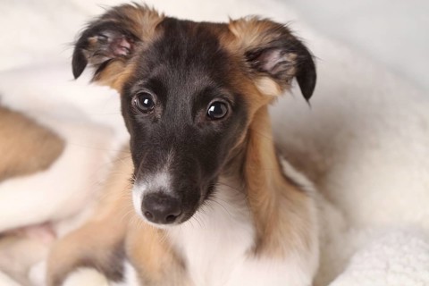 Silken Windsprite puppy