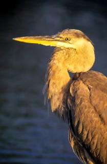 Great Blue Heron (Ardea herodias)