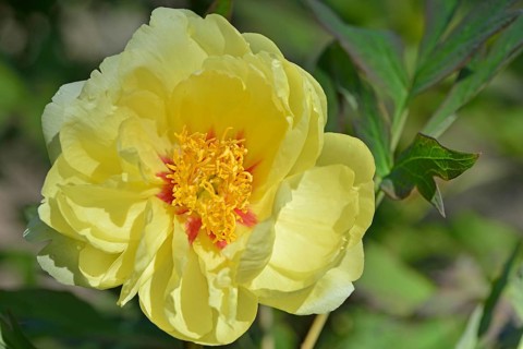 Tree Peony (Paeonia suffruticosa 'Gigh Noon')