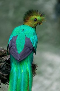 Resplendent quetzal (Pharomachrus mocinno)