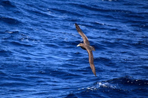 Giant Petrel (Macronectes giganteus)
