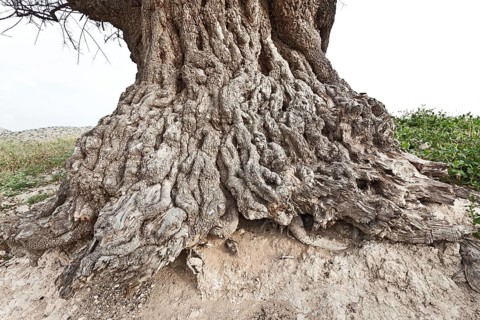Argan (Argania spinosa)