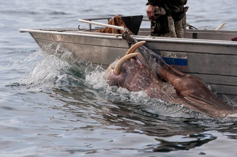 Walrus hunters