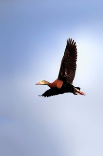 Black-bellied Whistling Duck (Dendrocygna autumnalis)