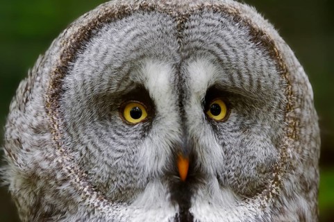 Eurasian Great Gray Owl (Strix nebulosa lapponica)