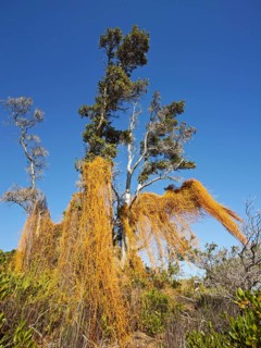 Tree in the Volcano National Park