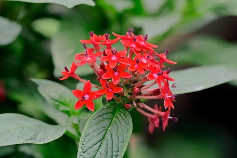 Egyptian Starcluster (Pentas lanceolata)